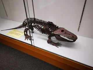 Paleontology Museum