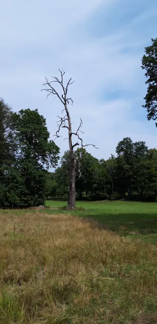 Krąg druidów