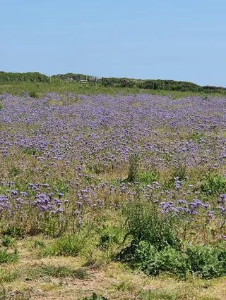 National Trust - Rhossili and South Gower Coast