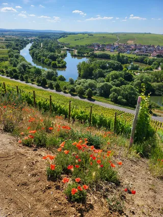 Mainhang an der Vogelsburg