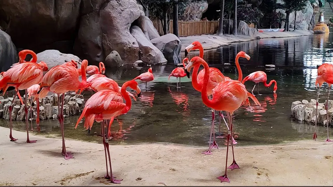 SeaWorld Abu Dhabi | سي وورلد جزيرة ياس، أبوظ