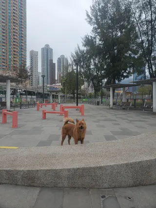 Sung Wong Toi Playground Pet Garden
