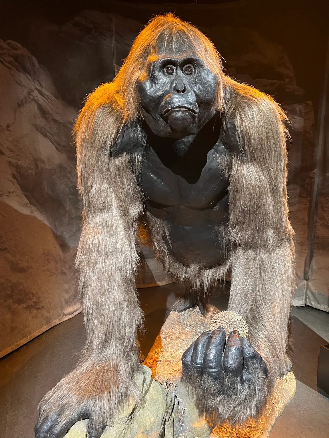 Naturhistorisk Museum Aarhus
