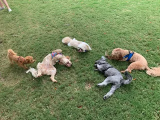 Powerhouse Park Off - Leash Doggy Playground