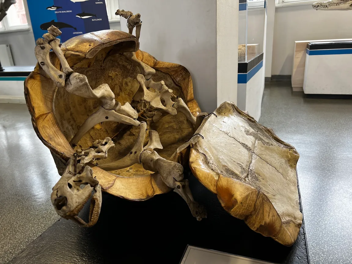 Muzeum Przyrodnicze