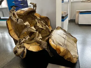 Muzeum Przyrodnicze