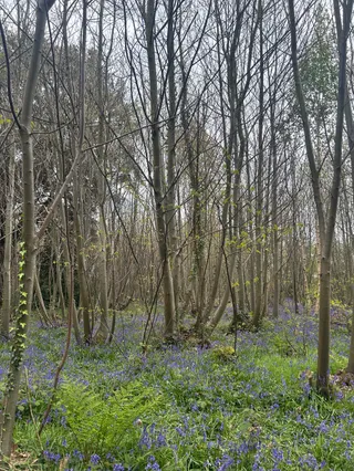 Brandy hole lane copse