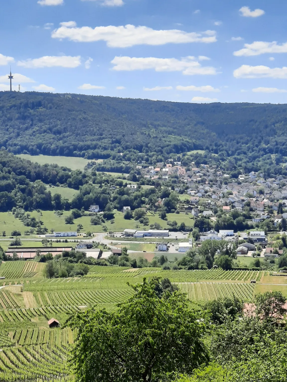Waldlehrpfad Bürgstadt