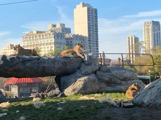 Kovler Lion House and Pepper Family Wildlife Center