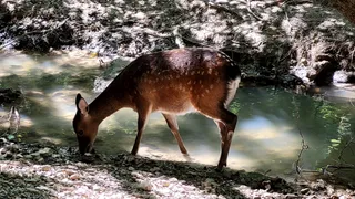 Wild Animal Park Valley