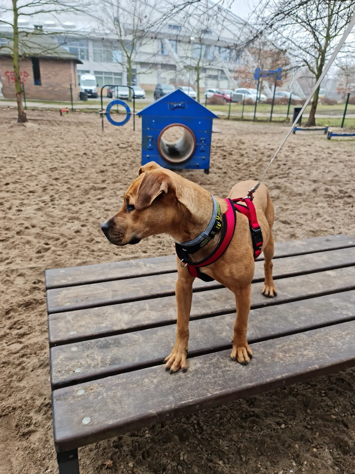 Park Zabaw Dla Psów "Ogródek Agility”