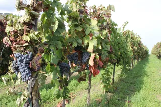 Vigneto Etna azienda Nicosia