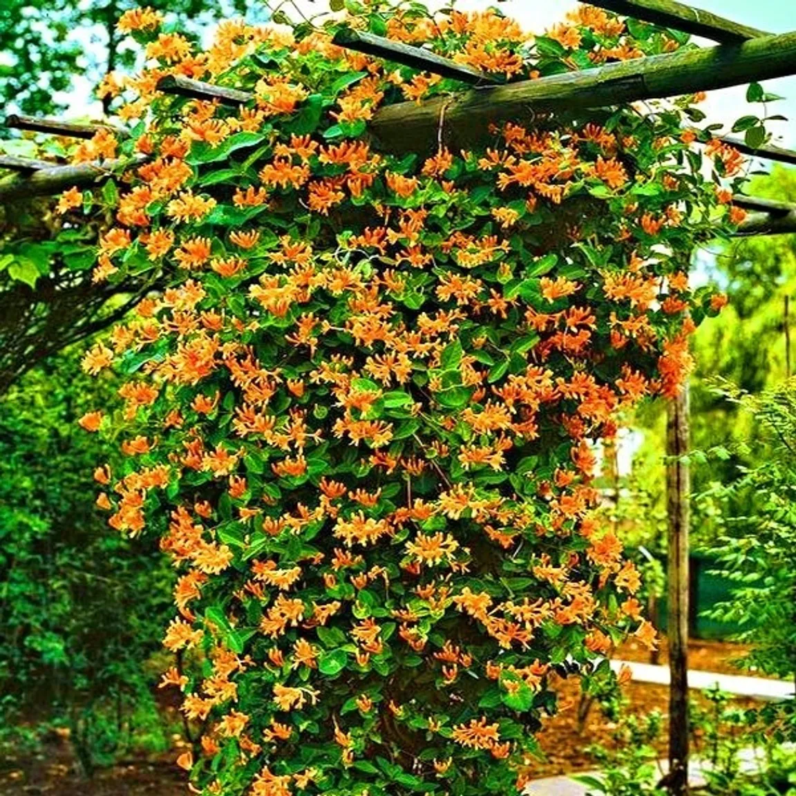Gardenpark Szkółka Drzew i Krzewów Ozdobnych