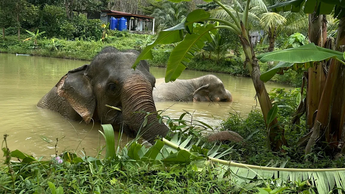 Following Giants Koh Lanta Ethical Elephant Sanctuary