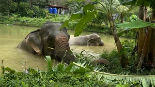 Following Giants Koh Lanta Ethical Elephant Sanctuary