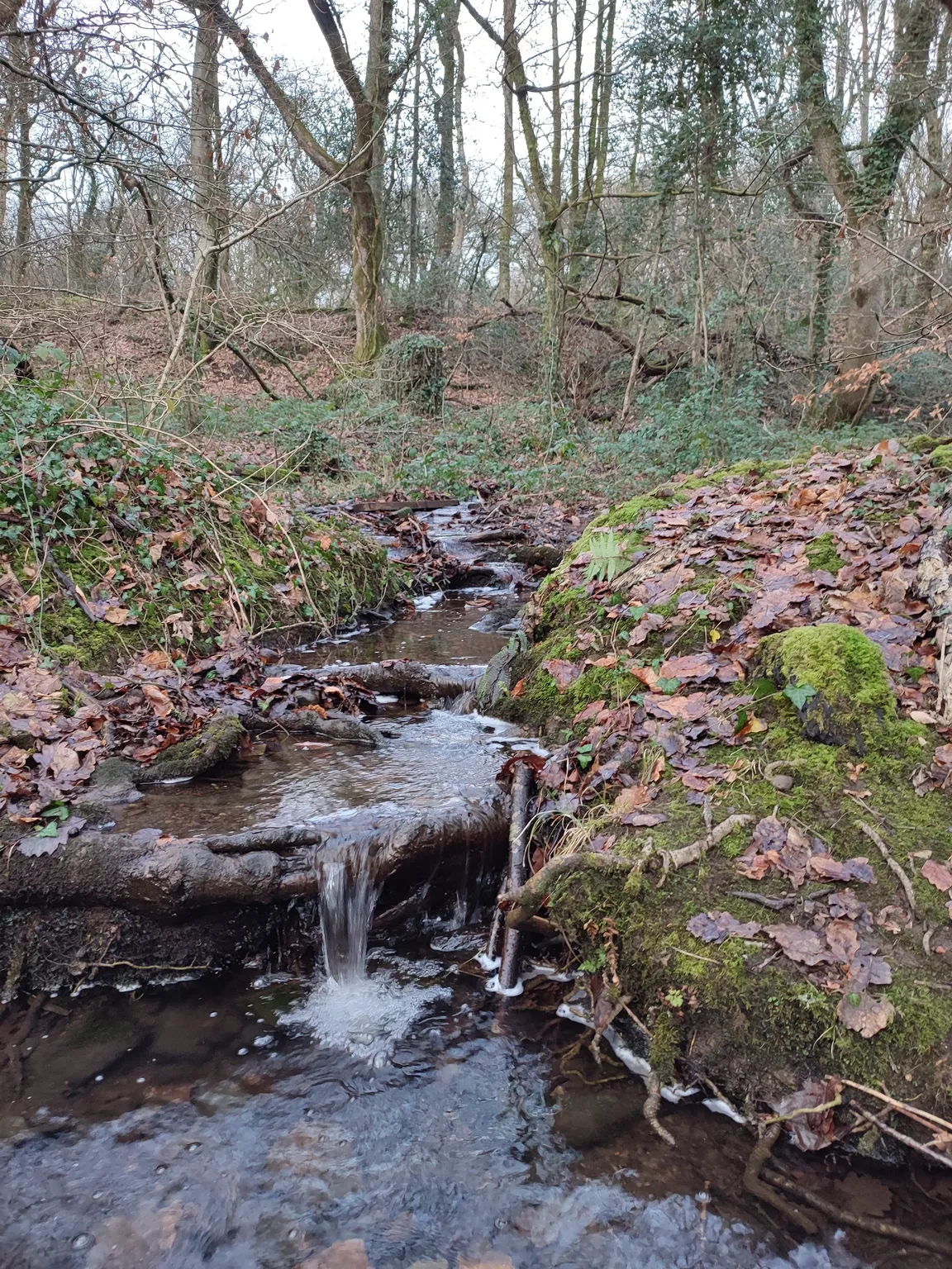 Clyne Valley Country Park