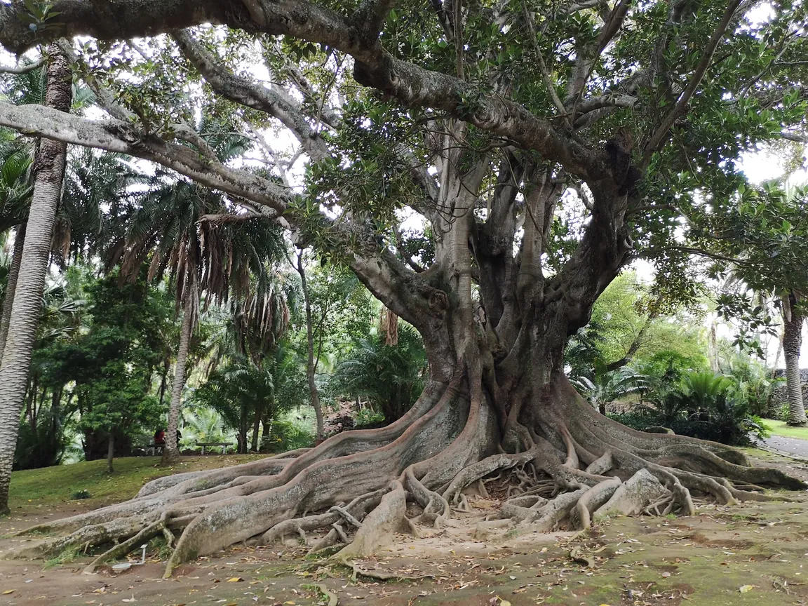 Jardim Botânico António Borges