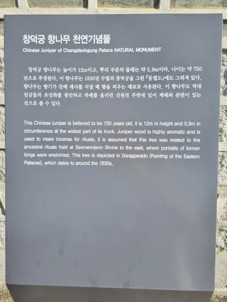 Changdeok-gung Chinese Juniper Tree