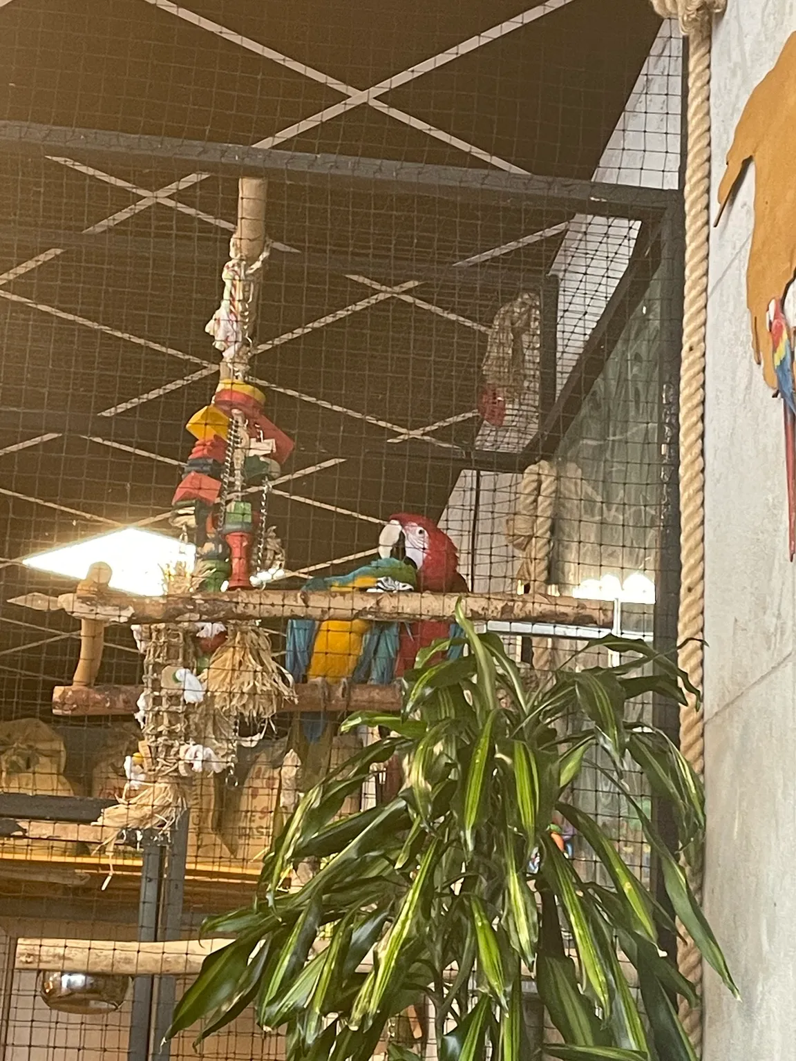 Parrot Coffee