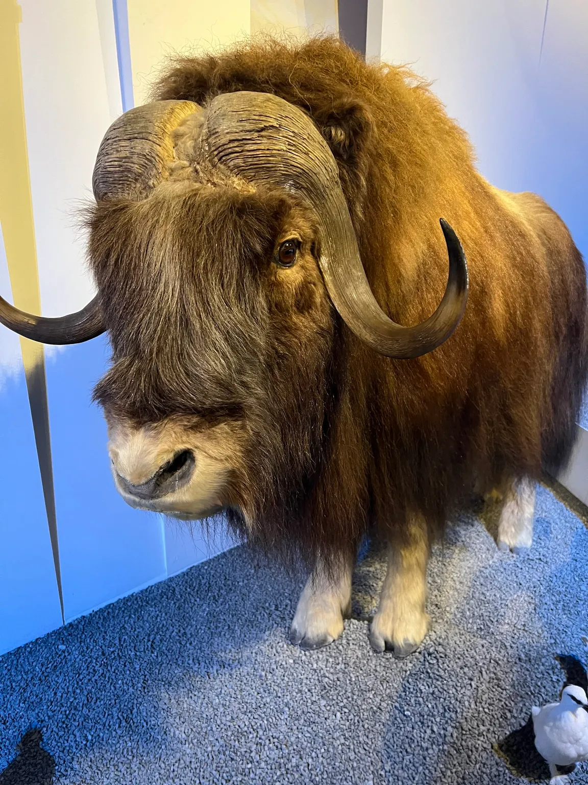 Naturhistorisk Museum Aarhus