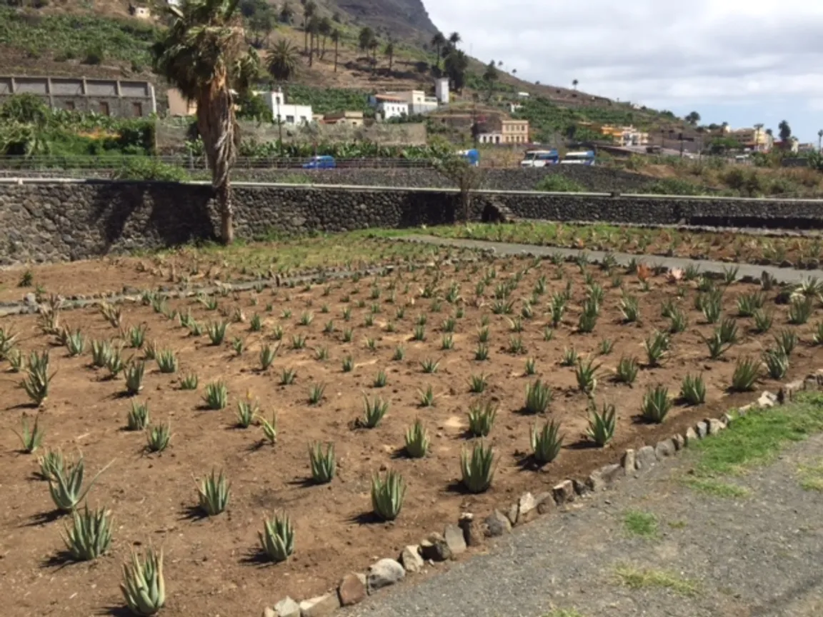Finca Canarias Aloe Vera Hermigua La Gomera