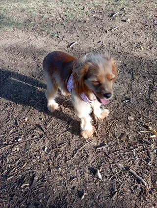 New Farm Dog Walking
