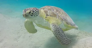 Marsa Alam divers scuba diving boat trip