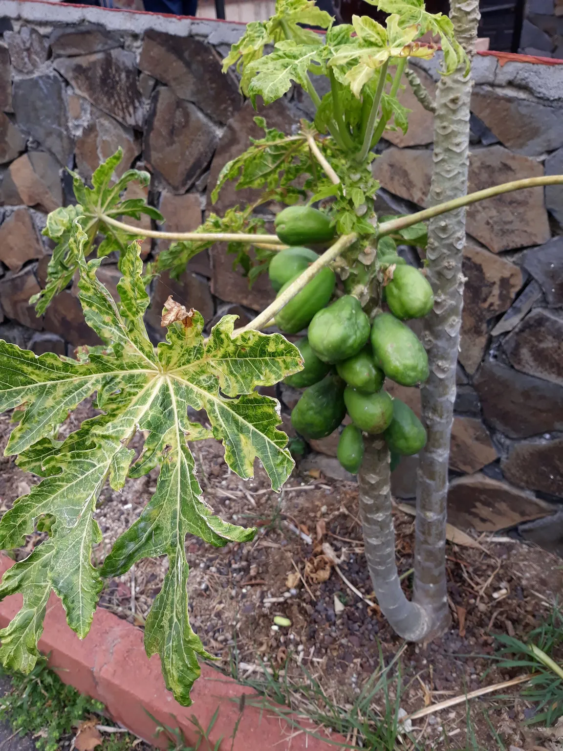 Finca Canarias Aloe Vera Hermigua La Gomera