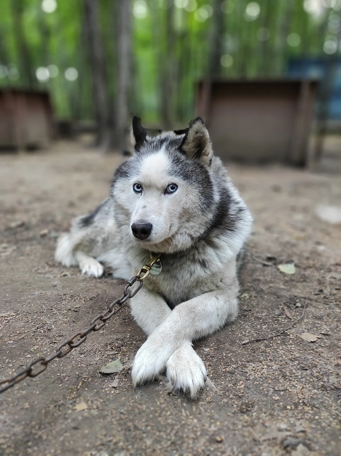 Husky-Park