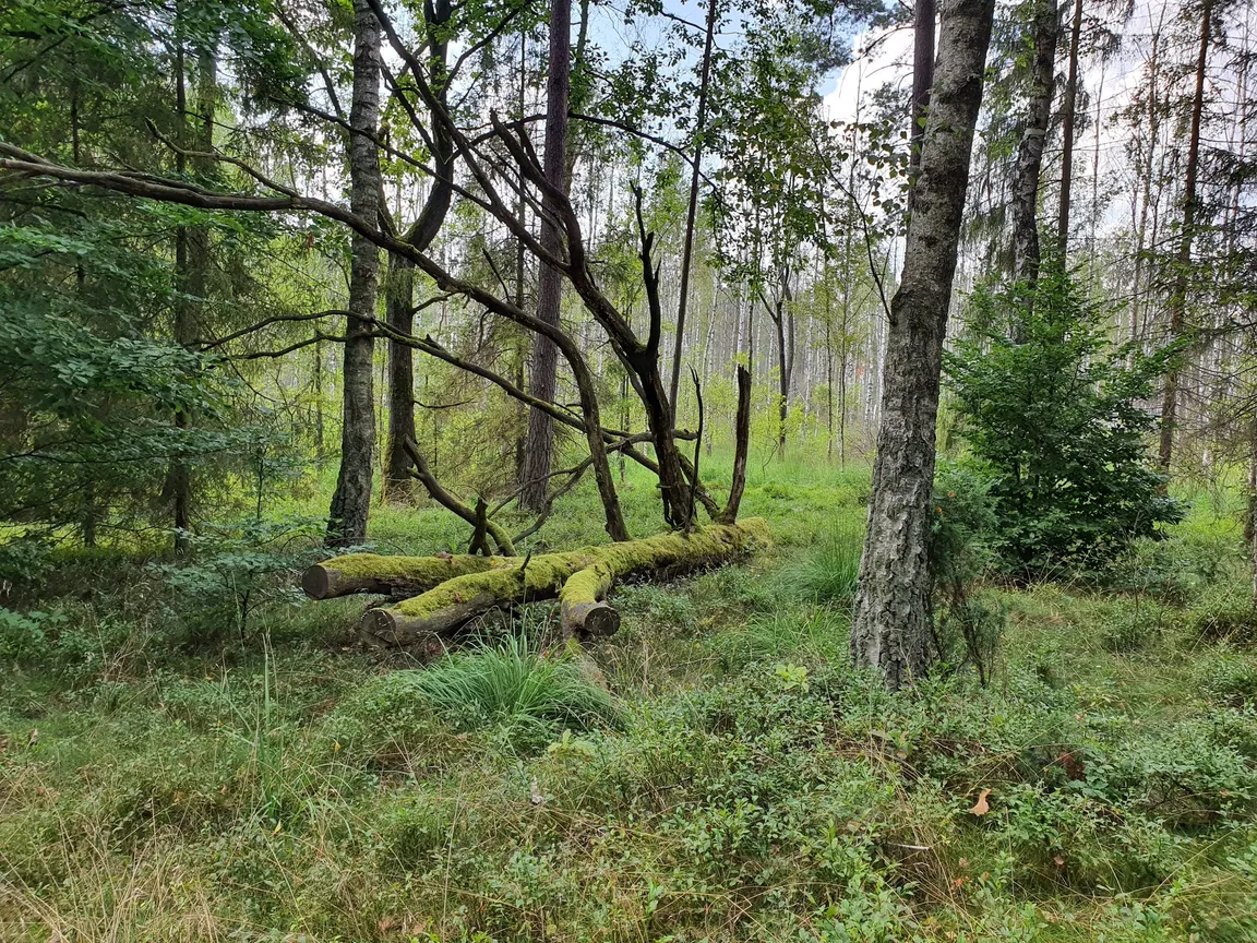 Brodnicki Park Krajobrazowy