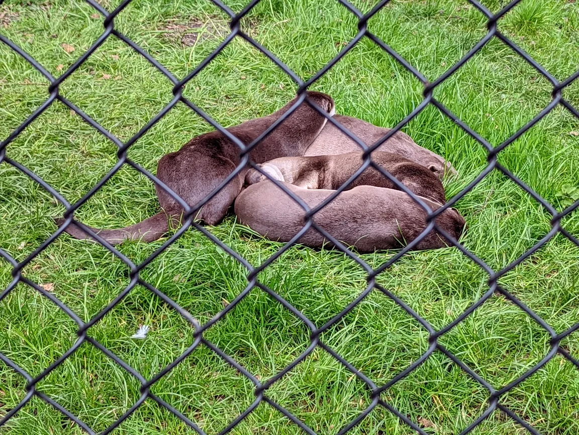 New Forest Wildlife Park