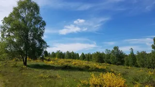 Trupbacher Heide