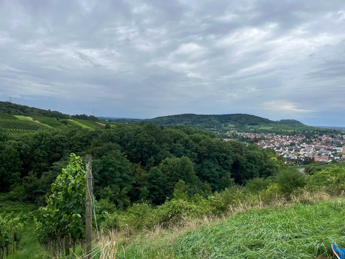 Historischer Weinberg