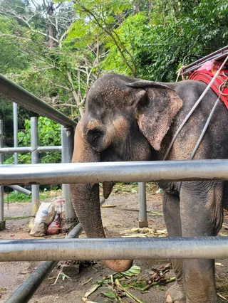 Elephant Tracking