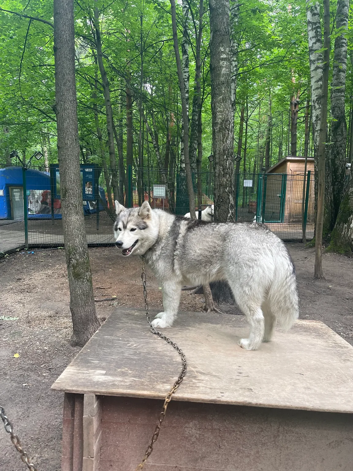Husky-Park