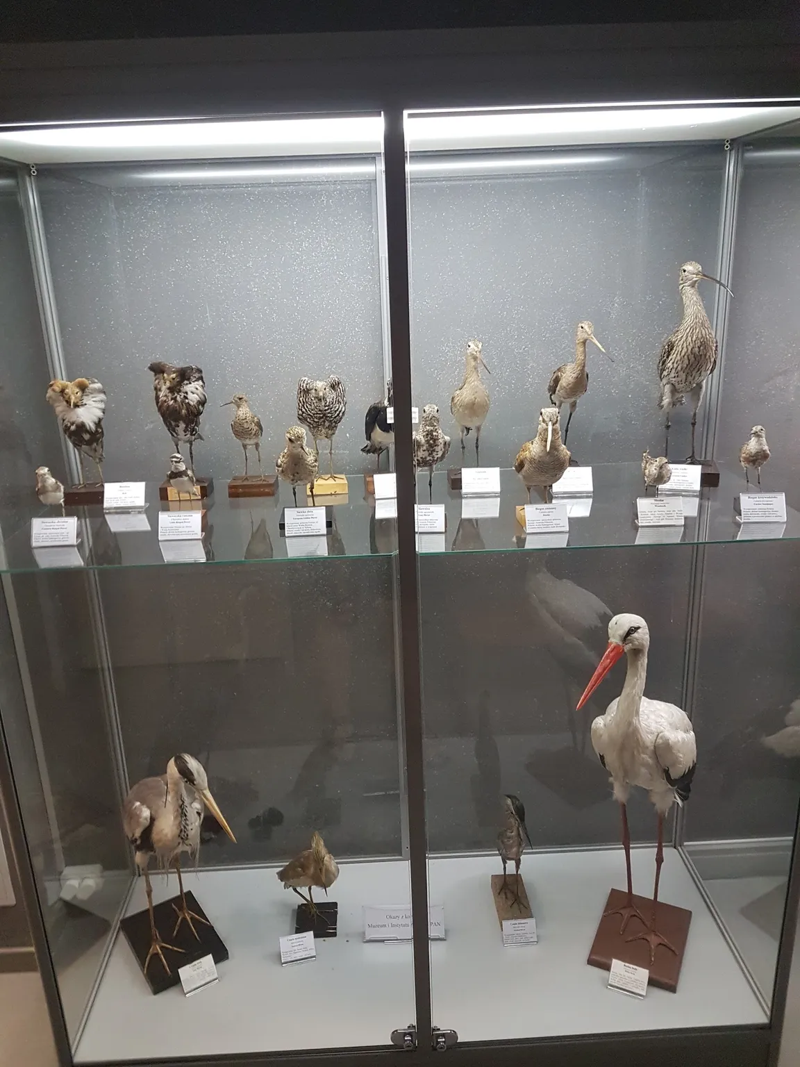 Muzeum Inkluzji w Bursztynie