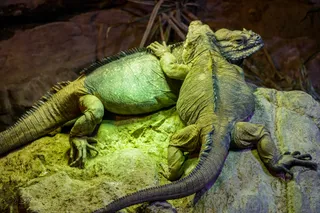 Tropicarium-Oceanarium Kft.