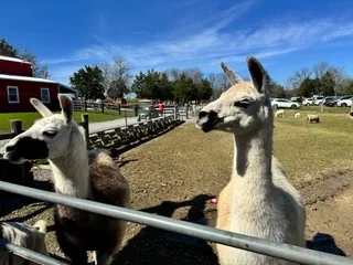 Lucky Ladd Farms
