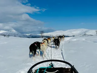 Manawa (Dog Sledding)