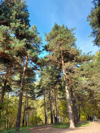 Khimkinskiy Lesopark