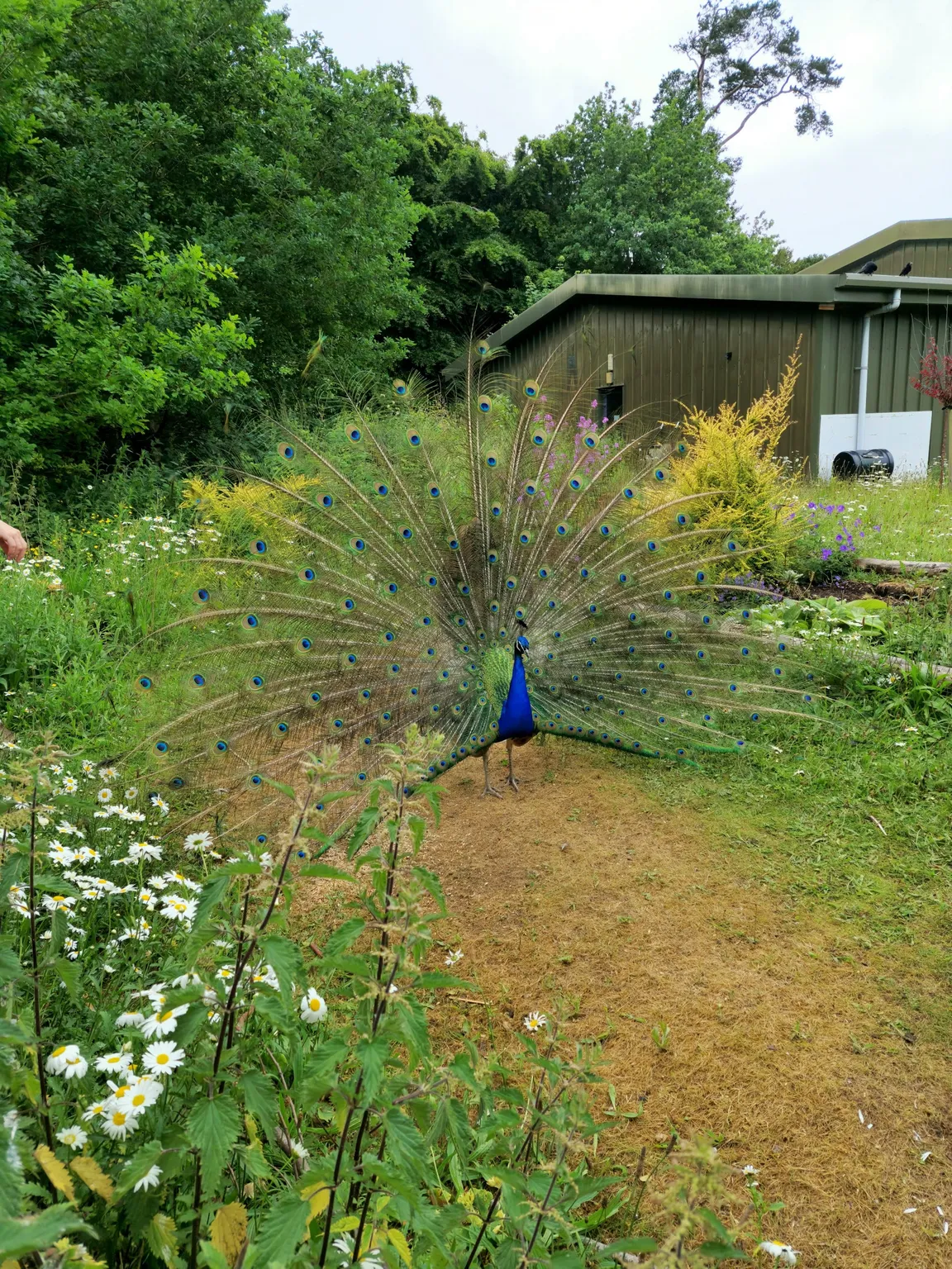 Fota Wildlife Park
