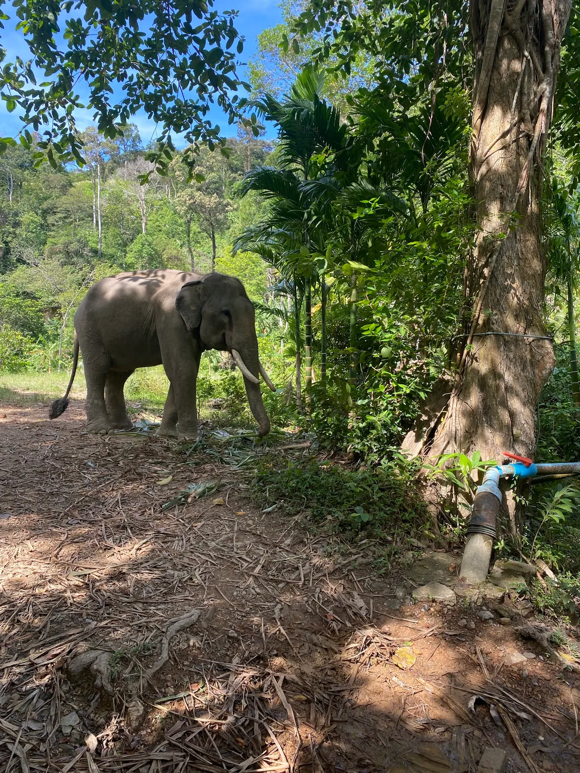 Following Giants Koh Lanta Ethical Elephant Sanctuary
