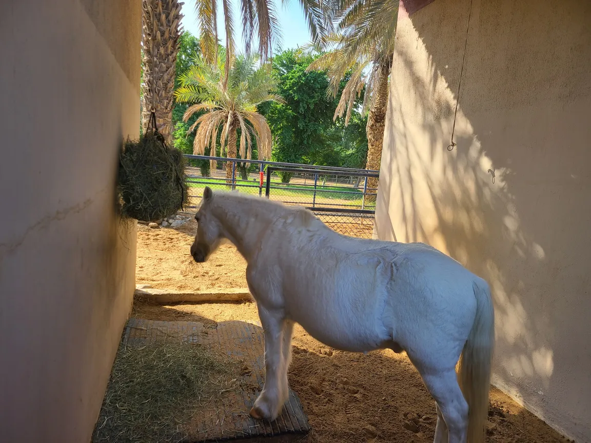 Children's farm