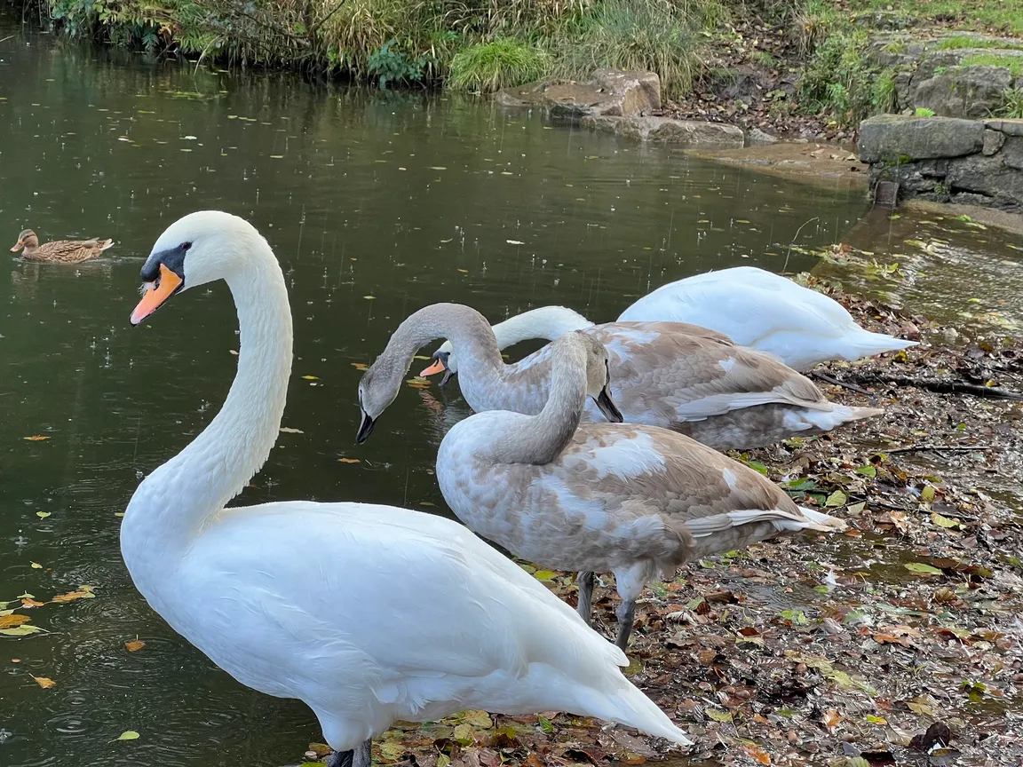Cannop Ponds - Forestry England