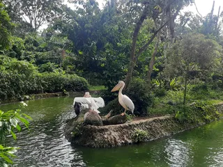 Singapore Zoo