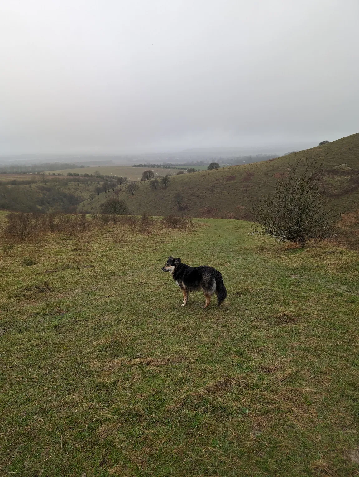 Pitstone Hill