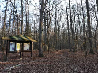 Rezerwat Przyrody Las Łagiewnicki