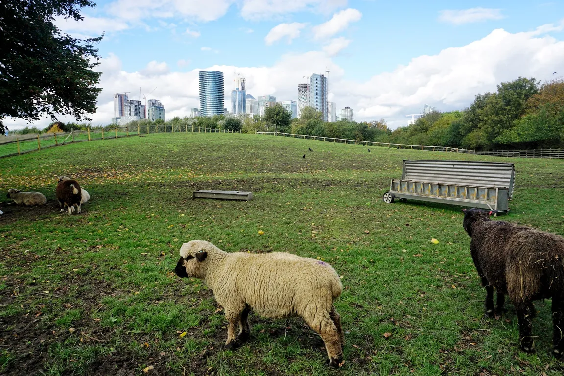 Mudchute Park and Farm