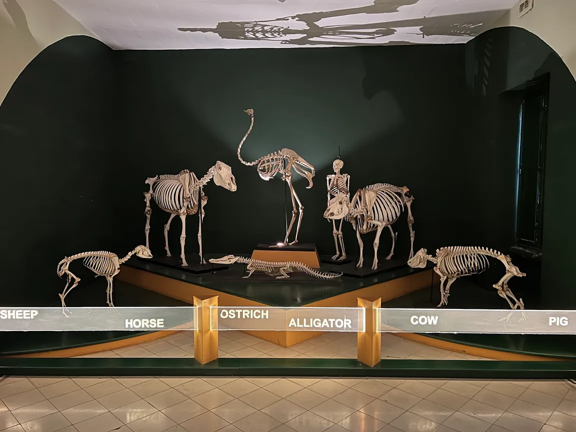 National Museum Of Natural History