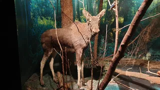 Muzeum Przyrodniczo-Leśne im. S. Miklaszewskiego Białowieskiego Parku Narodowego